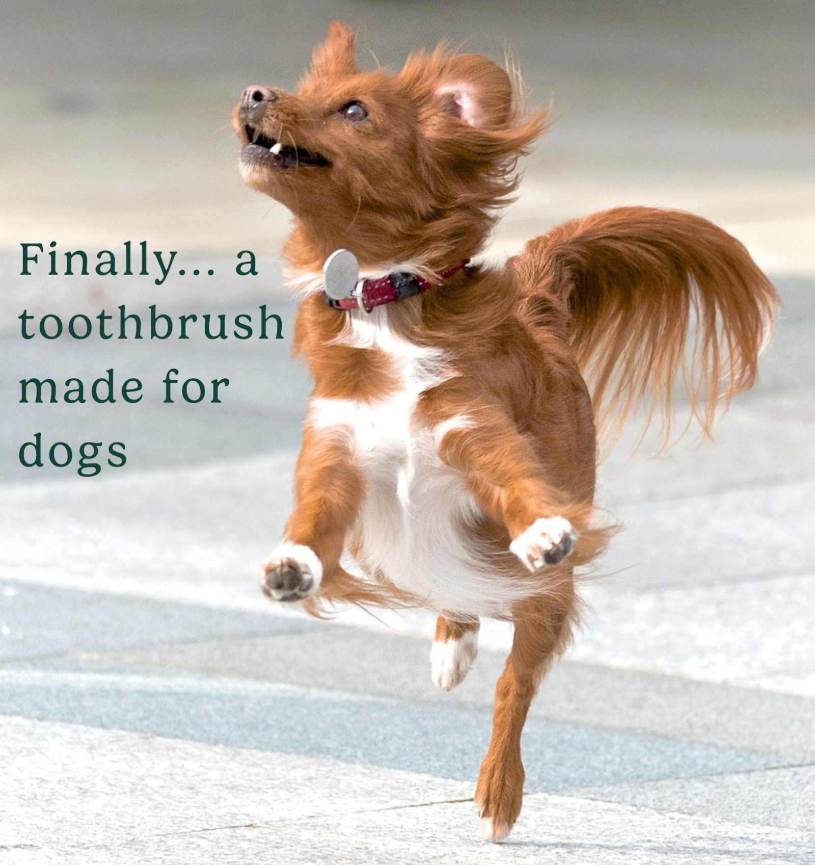 Happy, healthy dog jumping for SlobberJaws.co toothbrush and clean teeth